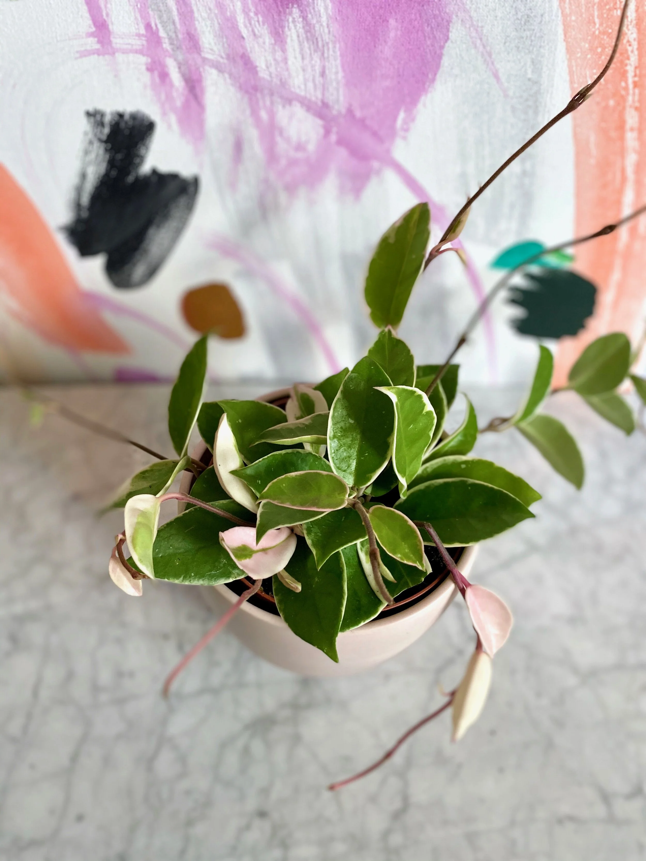 Hoya Carnosa Variegata — The Tender Gardener